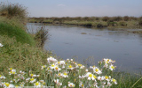 Publicación Estuario