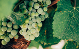 Vinhos Verdes