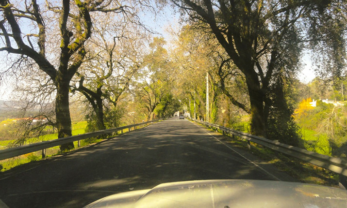 Alameda de sobreiros