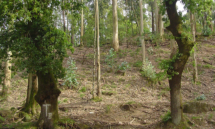 Roble-pardo-do-Minho