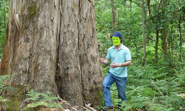 Eucalyptus globulus