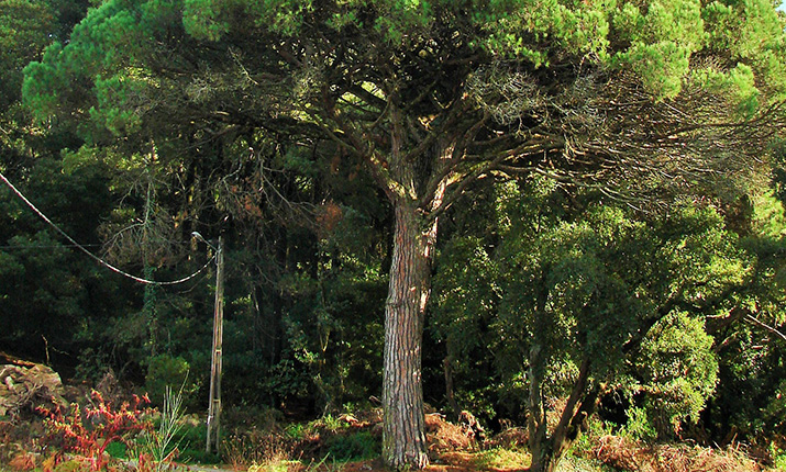 Stone Pine of Antas
