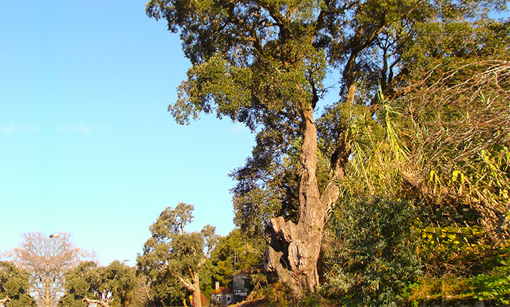 El alcornoque anciano