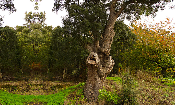 The Ancient Cork Oak