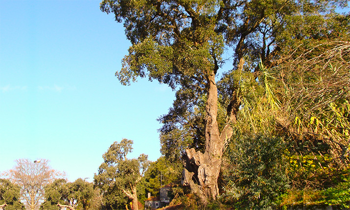 The Ancient Cork Oak