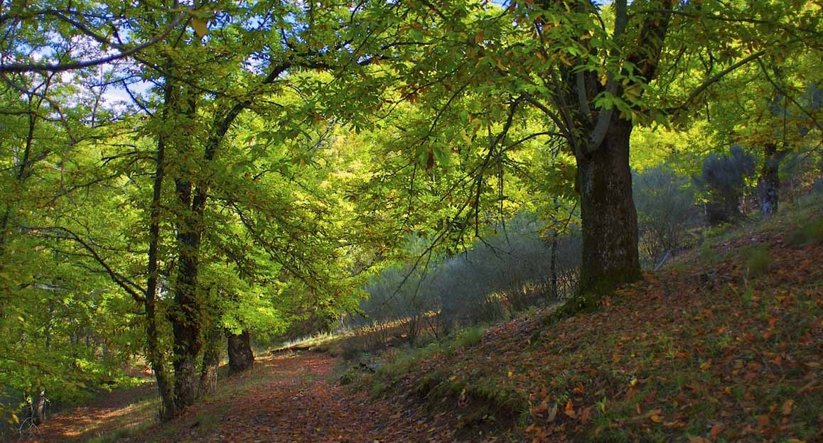 Município de Esposende convida a descobrir  “Saberes e Sabores da Floresta”